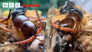 Centipede Eating Show  Munching Insects [upl. by Anse]