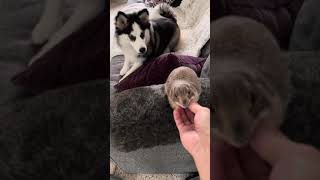 Poppy the Prairie dog amp Penelope the Pomsky sharing Saturday snacks 🥰❤️ [upl. by Xeno]