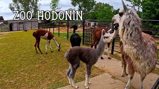 ZOO Hodonín [upl. by Kessel]