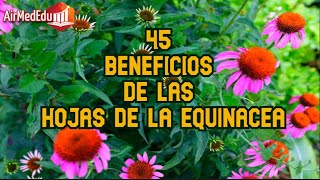 45 Beneficios de las Hojas de la Equinacea [upl. by Aihsinat]