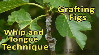 Grafting Fig Trees  Whip and Tongue  Grafting Technique [upl. by Garlan]