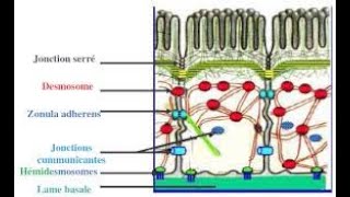 Les jonctions intercellulaires [upl. by Roma661]