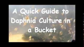 How to culture daphnia outside [upl. by Clarita372]