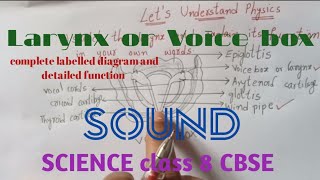 Labelled diagram and function of voice boxScience class 8 CBSE SOUND chapter [upl. by Nirroc]