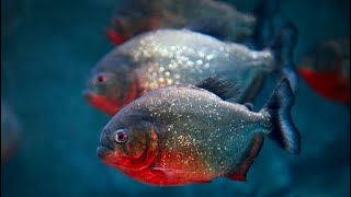 Serrasalmus Nattereri Piranhas [upl. by Care]