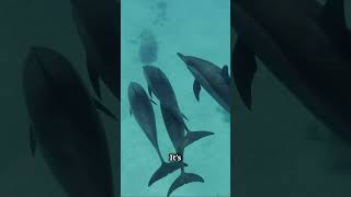 5 Fun Facts About Dolphins dolphin funfacts shorts marinemammals [upl. by Nosnor10]