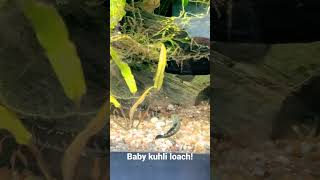 Too cute Baby kuhli loach [upl. by Almat826]