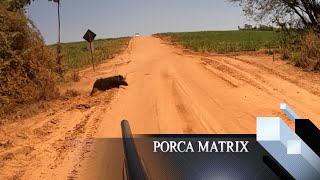 Porca matrix  caçada ao javali [upl. by Nerej]