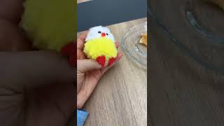 Makbule çok küçük olduğu için devreye yardımcı oyuncu giriyor 😂 birdtoys [upl. by Akiam]