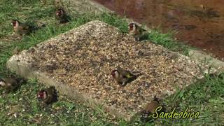 Cardellini Carduelis carduelis [upl. by Irahc]