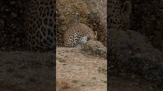 leopardess at jawai wildlife nature leopard shorts [upl. by Sices]