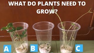 BASIC NEEDS OF PLANTS  WHAT DO PLANTS NEED TO GROW  MUNG BEAN SEEDS EXPERIMENT  MONGO SEEDS [upl. by Ennaisoj]