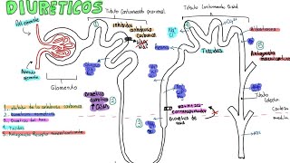 Diurético Farmacología Fácil para Estudiantes  Mecanismo de acción de los Diuréticos 💊 [upl. by Ailedua571]