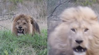 UNREAL MOMENT CAPTURED WHEN LION TRIES TO ATTACK TOURIST [upl. by Bussey]