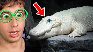 ESTE ANIMAL ES REAL 😨🐊 Cosas que NO sabías hace 5 minutos [upl. by Carmela400]