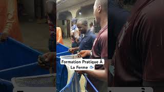 Formation Pratique En Entrepreneuriat Piscicole À La Ferme 🐟 fish fishing [upl. by Terryl]