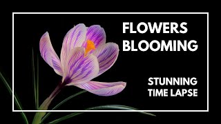 Amazing Time Lapse of Flowers Blooming  STUNNING [upl. by Brew]