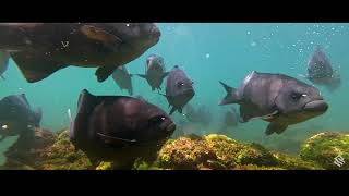 Galapagos Islands Silver Origin Highlight Film OR241109007 [upl. by Eniamrehc473]