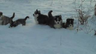 Seven Little Puppies Playin In The Snow [upl. by Neahs564]