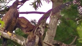 what does a bald eagles nest look like [upl. by Yenots448]