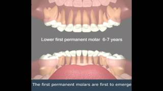 Eruption of teeth [upl. by Supat]