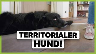 Territoriale AGGRESSION beim Hund beruhigen So kannst du ihm helfen zu entspannen [upl. by Havot701]