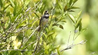 Coleirinho Sporophila caerulescens dando show livre na natureza [upl. by Unders]