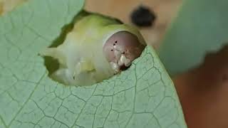 caterpillar eating a leaf with doom music [upl. by Ardnaeel]