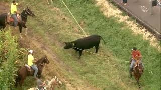 Chopper 7 over several men on horses lassoing bull loose in Marengo [upl. by Sinnod]