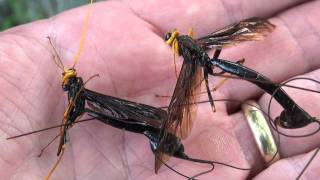 Giant Ichneumon Wasps Ichneumonidae Megarhyssa atrata Dead Females [upl. by Adnirod962]