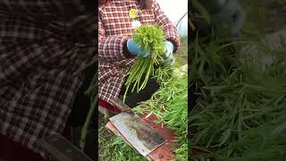 Artemisia selengensis harvesting process [upl. by Bael]