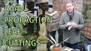 Agave Americana Variegata  Propagation by Leaf Cuttings  GARDENING HINTS AND TIPS VARIAGATED AGAVE [upl. by Rozamond]