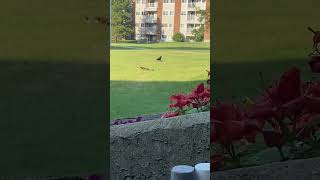 Crow teases cat cat chases crow in Edmonton [upl. by Yneffit430]