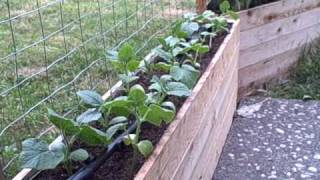 Cucumbers growing in planter box Growing cucumbers in small spaces like on patio [upl. by Gimble]