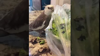 Broccoli Plus Plastic Bag [upl. by Bree956]