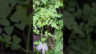 Jasminum grandiflorum plant  பிச்சிப்பூ 🪴  just one year plant [upl. by Eileen]