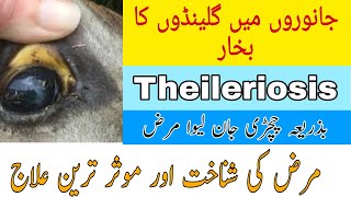 How To Treat Theileriosis In Cattle Tick Fever In Cattle Signs And Symptoms With Treatment [upl. by Prady]