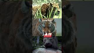 Smilodon vs Bornean Tiger vs Mosbach Lion paleontology prehistoric cenozoic shorts tiger lion [upl. by Rezzani]