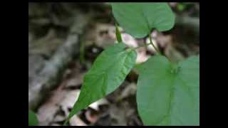 Virginia Snakeroot Aristolochia serpentaria [upl. by Analla]