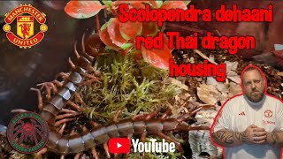 scolopendra dehaani red Thai dragon centipede housing invert nature [upl. by Gladdie]