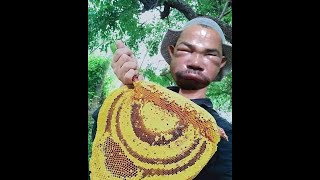 Pure Nature Wild Honey Tree Bee Yummy ASMR Honeycombs 42 [upl. by Mide]