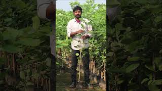 Red Sandal Plants  Erra Chandhanam Mokkalu  Best Wood Plants  Ashok Chakra Nursery [upl. by Kym231]