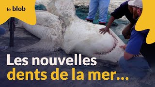 Deux orques font disparaître les requins d’Afrique du Sud et bouleversent l’écosystème [upl. by Richer]