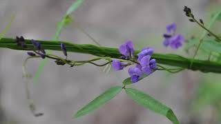 Types of Tropisms in Plants [upl. by Quintie]