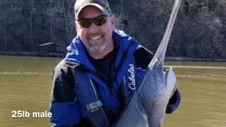 Paddlefish Snagging on Lake of the OZARKS [upl. by Arun]