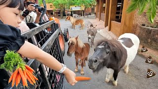 Kasih Makan Kuda Mini Rusa Raksasa dan Bison  Mengenal Binatang Lucu untuk Anak [upl. by Itsur]