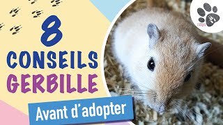 Tout Savoir Sur Les Gerbilles  Habitat Alimentation Caractère Manipulation Fiche despèce 1 [upl. by Beka]