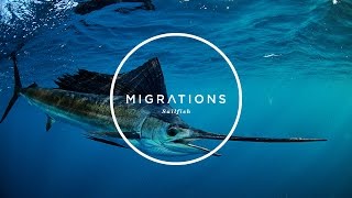 Migrations Part 1 Sailfish [upl. by Lonne855]