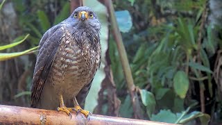 ❗Stunning Roadside Hawk❗Takes Over the Panama Feeders – February 8 2024 [upl. by Llerrom]