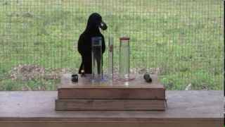 Causal understanding of water displacement by a crow [upl. by Theis]